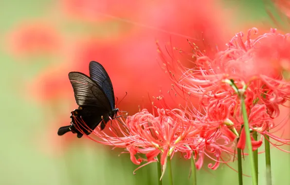 Picture macro, flowers, butterfly, Lily, blur, red, black, insect, green background, spider Lily, spider