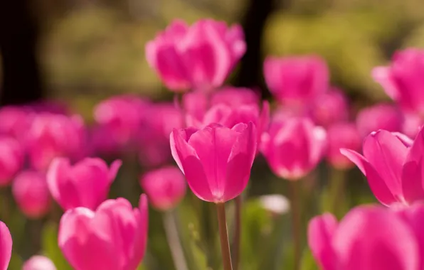 Picture light, flowers, spring, tulips, pink, buds, flowerbed, bokeh