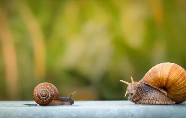 Picture macro, background, snails, a couple