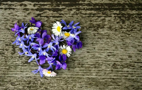 Picture flowers, background, heart