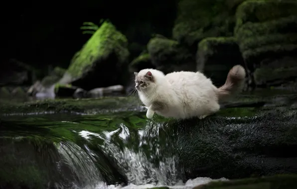 Picture cat, cat, water, nature, pose, stones, rocks, jump, waterfall, moss, bokeh, ragdoll