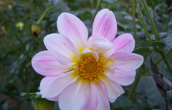 Picture flower, Dahlia, Meduzanol ©, rozowy