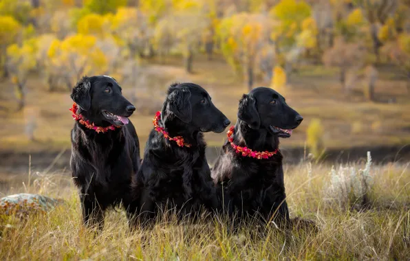 Picture autumn, dogs, look, nature, three, trio, friends, black, sitting, Trinity, three dogs