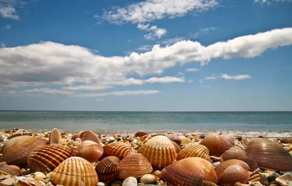 Picture sea, beach, landscape, shore, Nature, shell