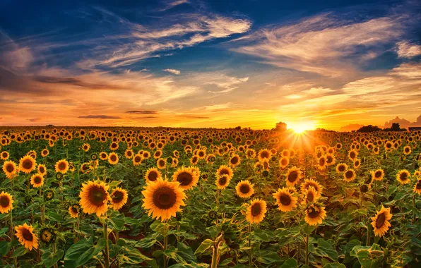 Picture field, the sky, sunflowers, sunset, Germany