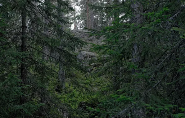 Picture forest, trees, nature, Finland, Finland, Espoo, Эспоо, Национальный парк Нууксио, Nuuksio National Park