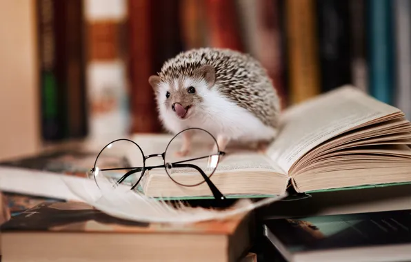 Picture books, glasses, library, hedgehog, начитанный