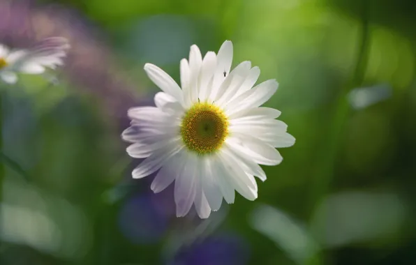 Picture flower, macro, light, Daisy, white, bokeh
