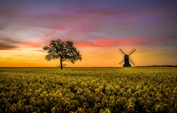 Picture tree, windmill, rapeseed field