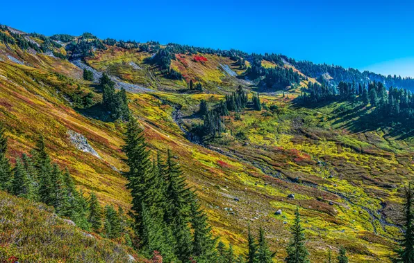 Picture forest, the sun, trees, mountains, hills, Washington, USA, Mount Rainier National Park