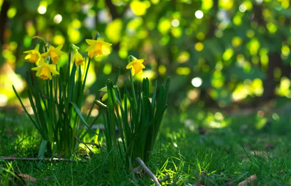 Picture greens, grass, light, flowers, glade, spring, yellow, daffodils, bokeh, blurred background