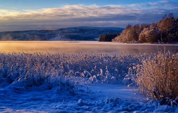 Picture winter, snow, mountains, river, reed, Sweden, Sweden, Река Онгерманэльвен, Angerman River, Клокестранд, Klockestrand