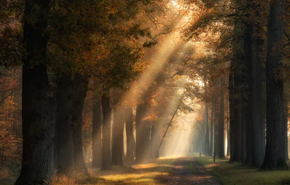 Picture road, autumn, forest, the sun, rays, light, trees, fog, Park, trunks, foliage, morning, haze, alley