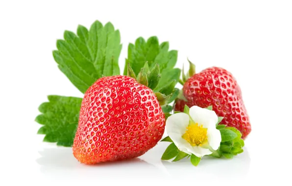 Picture strawberry, white background, leaves, flowers