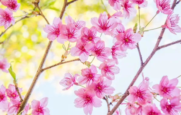 Picture branches, spring, Sakura, flowering, pink, blossom, sakura, cherry, spring, bloom