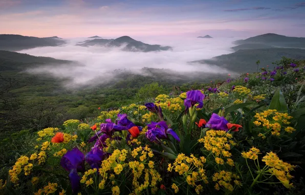 Picture flowers, mountains, fog, hills, spring, morning, yellow, slope, irises, forest, lilac