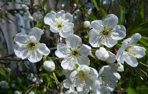 Picture cherry, sprig, white, blooms, Meduzanol ©