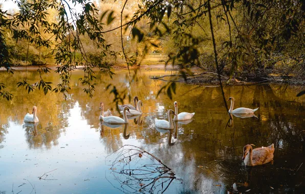 Picture autumn, birds, white, swans, pond