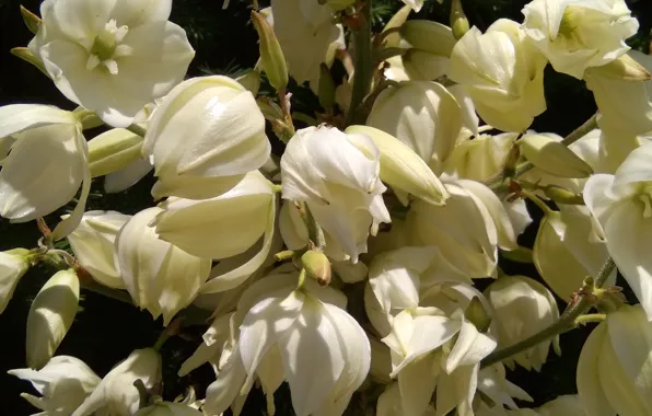 Picture flowers, white flowers, Yucca, white flowers, flowering branch, white flowers, natural background, blooming yucca