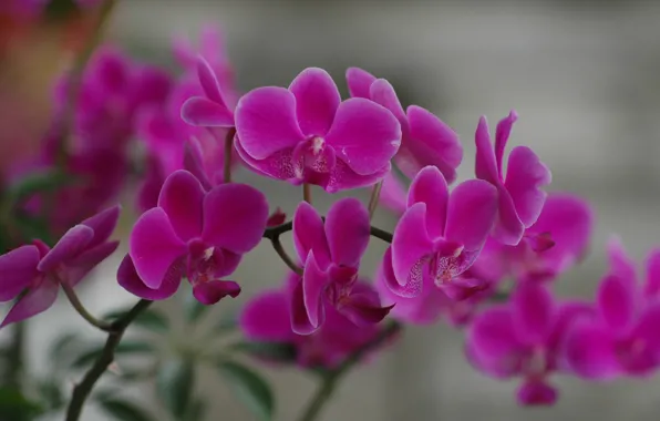 Picture flowers, pink, orchids, bokeh