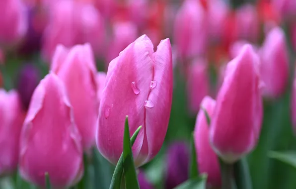 Picture drops, macro, flowers, garden, tulips, pink, buds, flowerbed