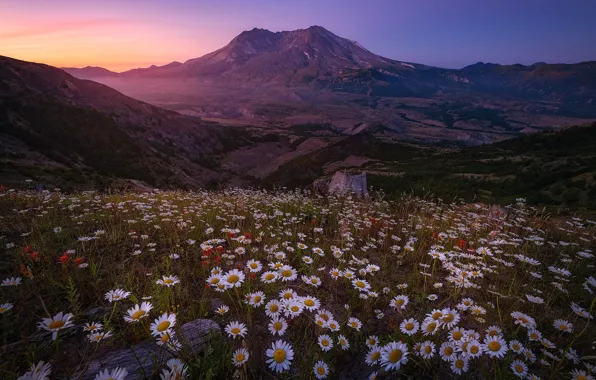 Picture flowers, mountains, chamomile