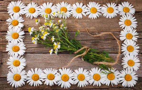 Picture flowers, background, chamomile