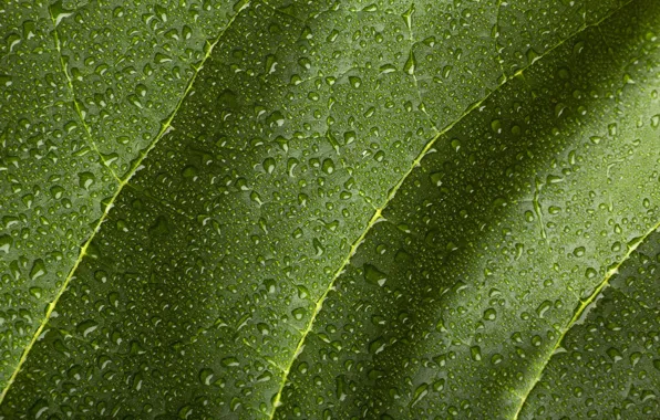 Picture water, drops, macro, sheet, green, Rosa, background, leaf, plant, texture, veins, water drops