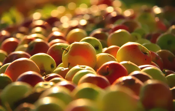 Picture apples, yellow, harvest, red, fruit, juicy, scattered, liquid, много яблок, большой урожай сочных наливных яблок