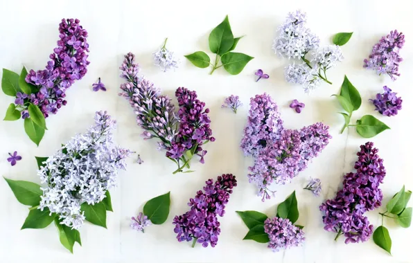Picture flowers, white background, lilac