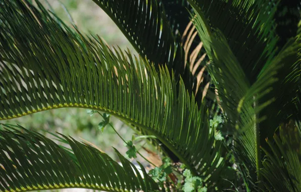 Picture Plant, Jungle, Jungle, Plant, Green Background, Palm Leaves, Зеленый Фон, Пальмовые Листья