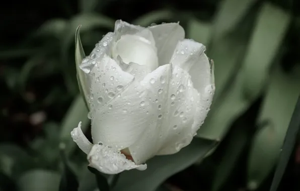 Picture white, flower, leaves, drops, macro, the dark background, Tulip