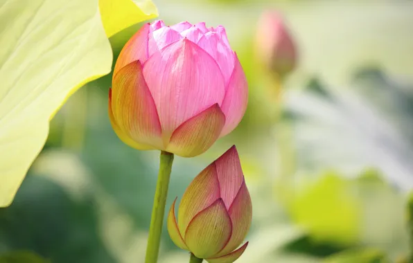 Picture flower, Bud, Lotus, flowering