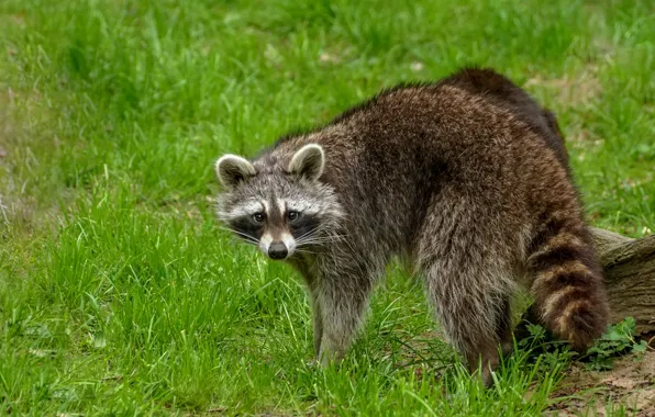Picture grass, look, pose, glade, raccoon, log, face