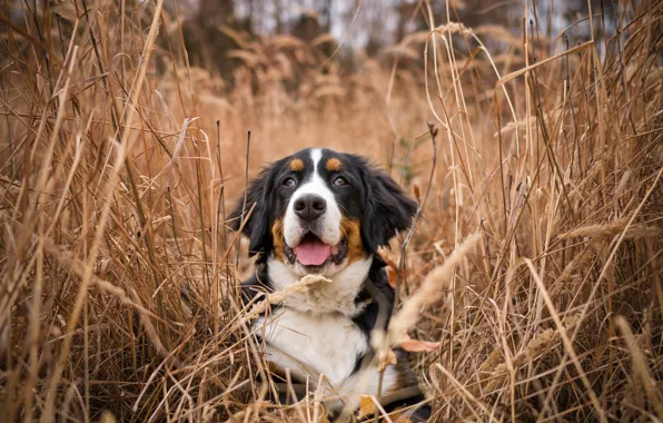 Picture grass, nature, dog, Bernese mountain dog