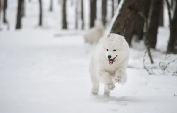 Picture winter, forest, language, snow, trees, nature, pose, Park, dog, running, the snow, white, walk, face, …