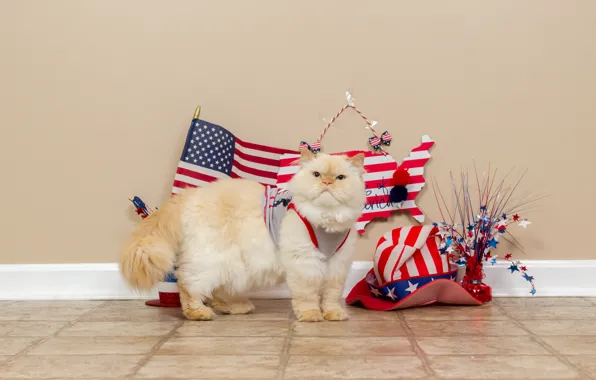 Picture cat, white, cat, wall, hat, costume, floor, American flag, photoshoot, Studio