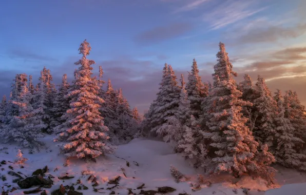 Picture winter, forest, trees, sunset, tree, Andrey Sharapov