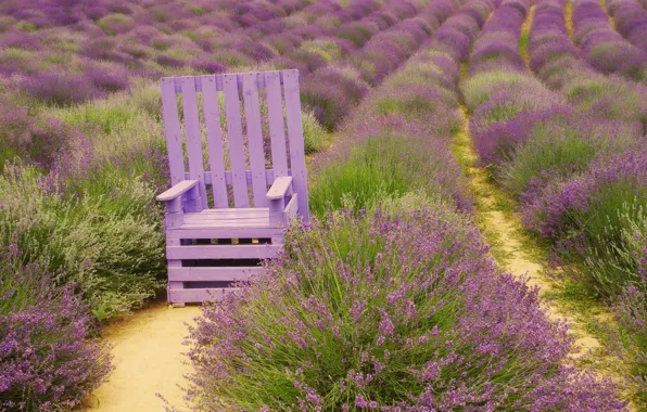Picture flowers, lilac, chair, wooden, the ranks, lavender, lilac, paths, plantation, bushes, lavender field