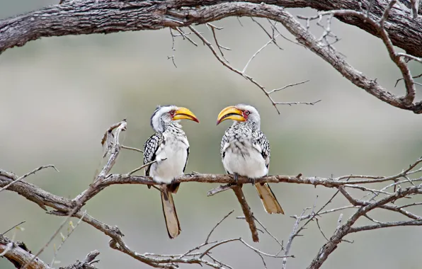 Picture birds, branch, beak, a yellow-billed of calao