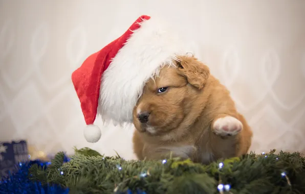 Picture look, pose, wall, dog, baby, red, Christmas, puppy, New year, tinsel, face, needles, bokeh, Peeps, …
