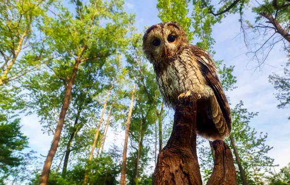 Picture forest, owl, stump