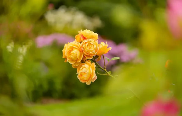 Picture flowers, Bush, roses, yellow, garden, stem, bokeh, blurred background, roses