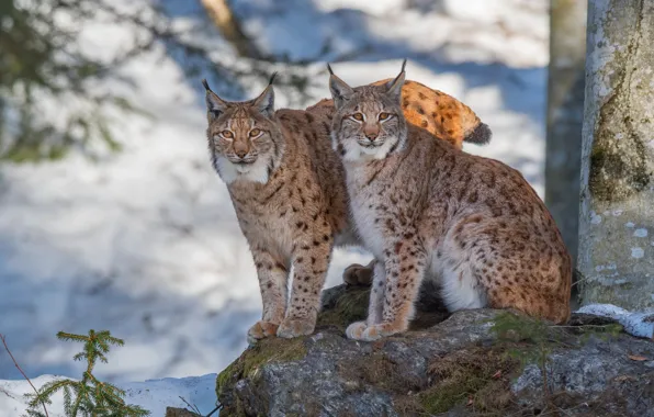 Picture winter, snow, cats, nature, stone, two, pair, lynx, a couple, lynx, wild