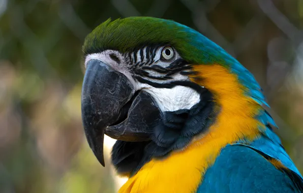 Picture look, background, mesh, bird, portrait, parrot, bokeh, Ara, bright plumage, blue-yellow