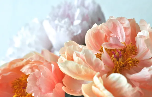 Picture flowers, beautiful, peonies