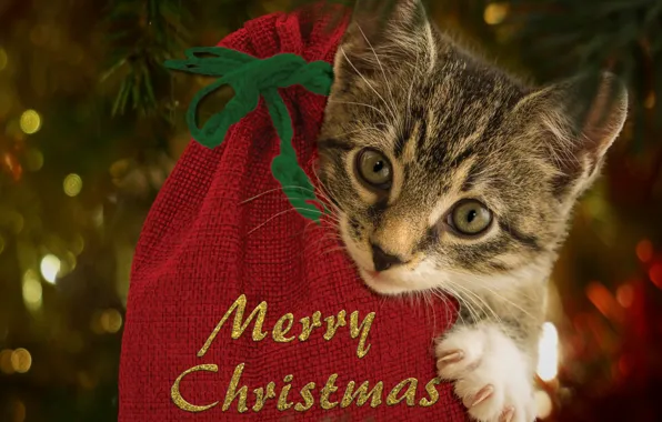 Picture cat, kitty, holiday, Christmas, New year, новогодние декорации