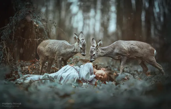 Picture forest, sleep, girl, deer, sleeping, Marketa Novak