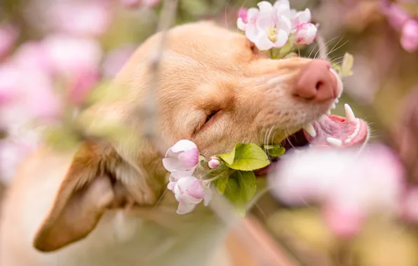Picture flowers, portrait, dog, branch, spring, teeth, mouth, puppy, Apple, flowering, bokeh, closed eyes
