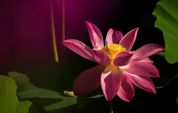 Picture flower, leaves, macro, light, flowers, the dark background, pink, petals, Bud, Lotus, Lotus, composition
